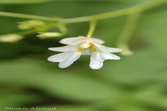 Impatiens brachycentra